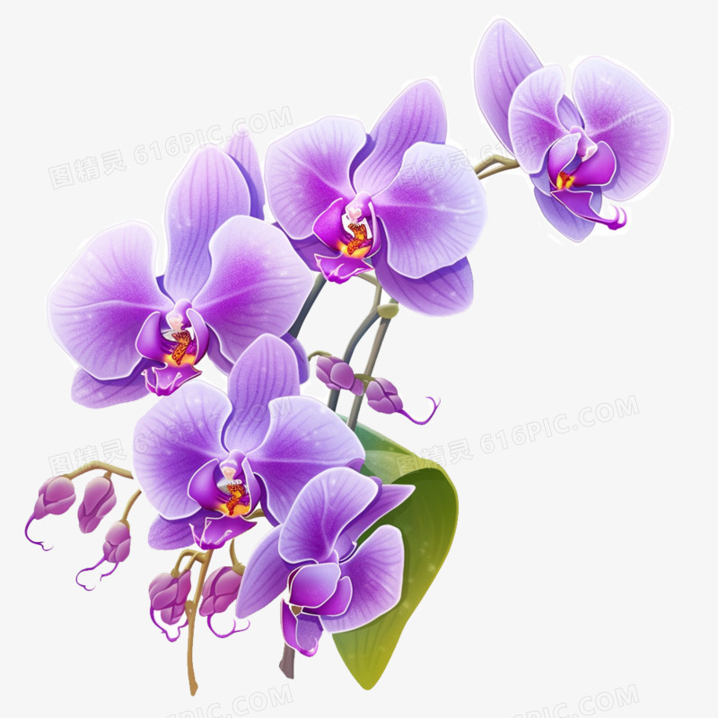 紫色蝴蝶兰种植免抠元素