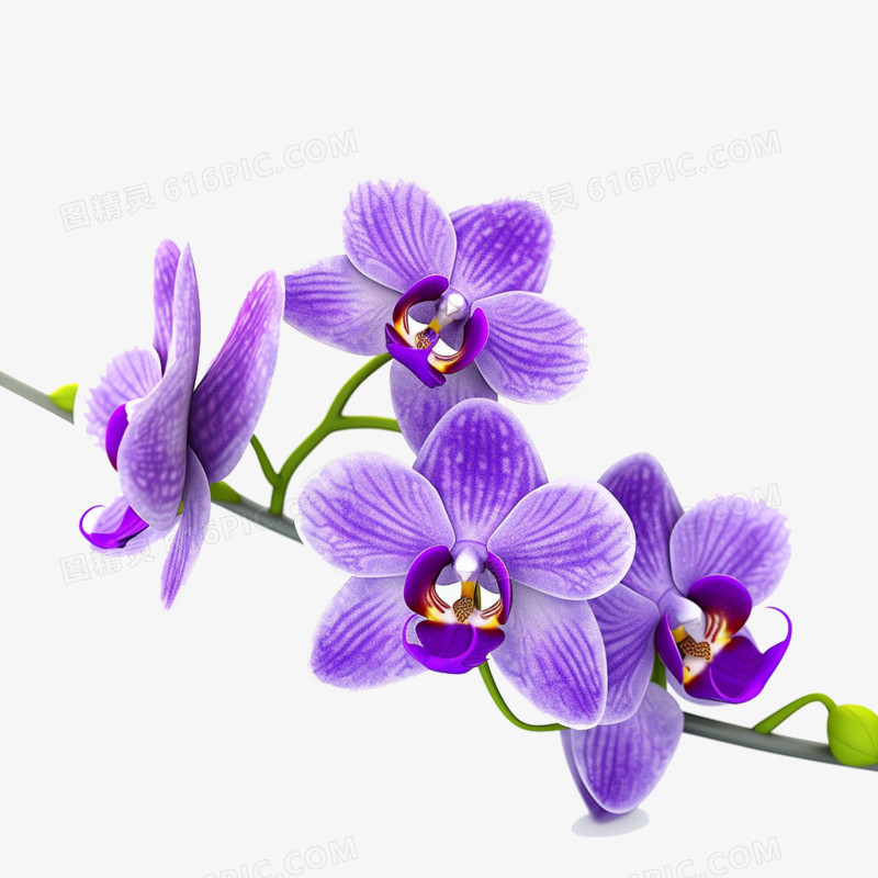 紫色蝴蝶兰植物免抠元素