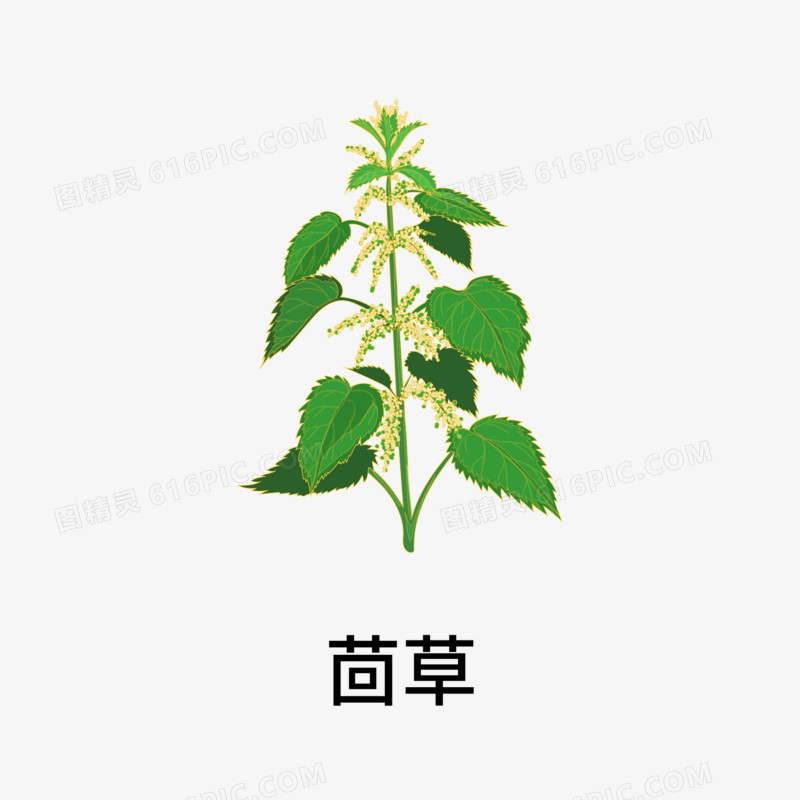 一组中药药材合集素材五