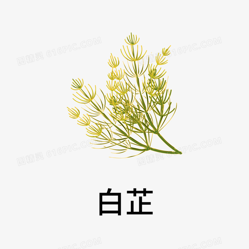 一组中药药材合集素材三