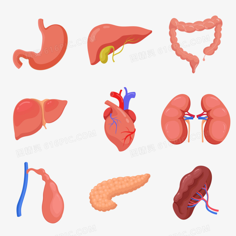 一组人体器官套图合集素材