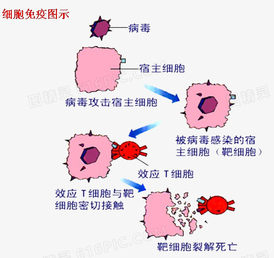 细胞免疫图