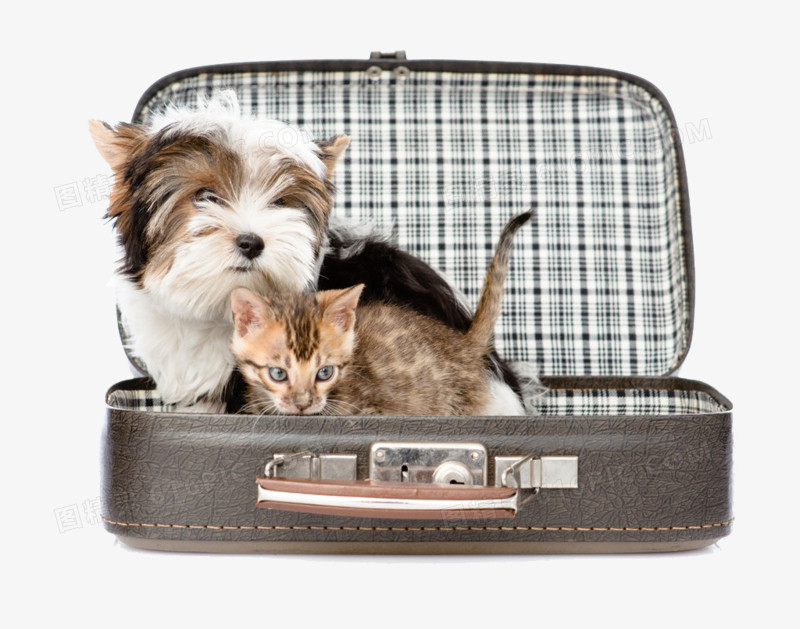 躲在旅行箱里面的猫和狗