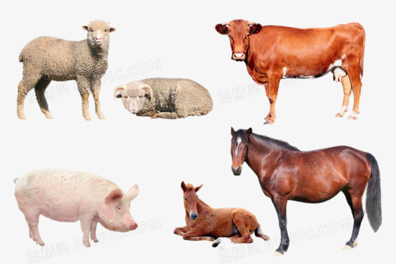 常见的牛马猪羊动物