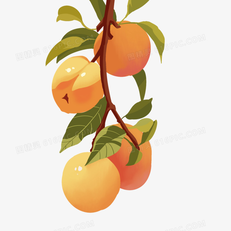 手绘树枝上的黄桃插画免抠元素