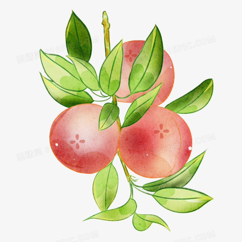 卡通手绘植物桃子小元素