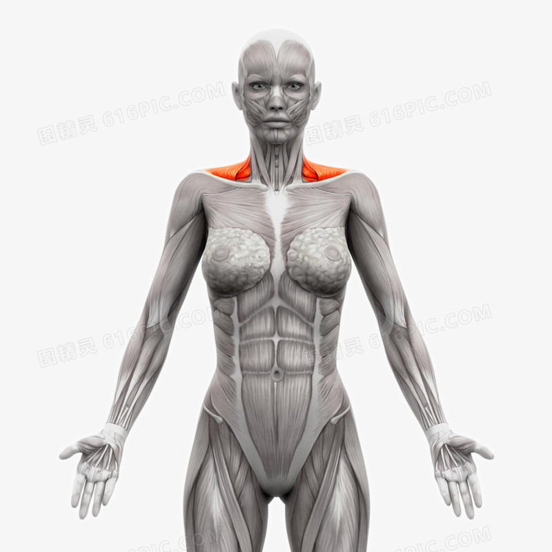人体肌肉组织分布