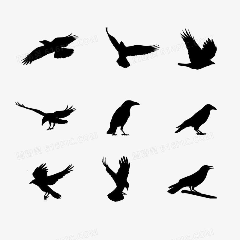 一组乌鸦不同形态剪影组图