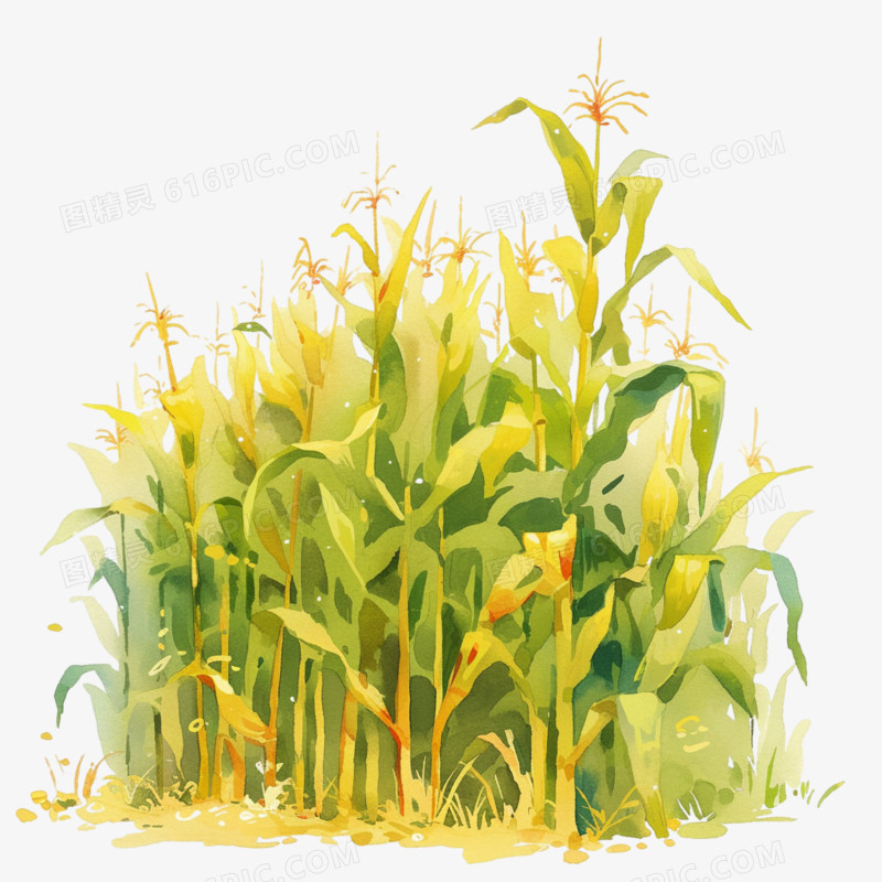 玉米地插画免抠元素
