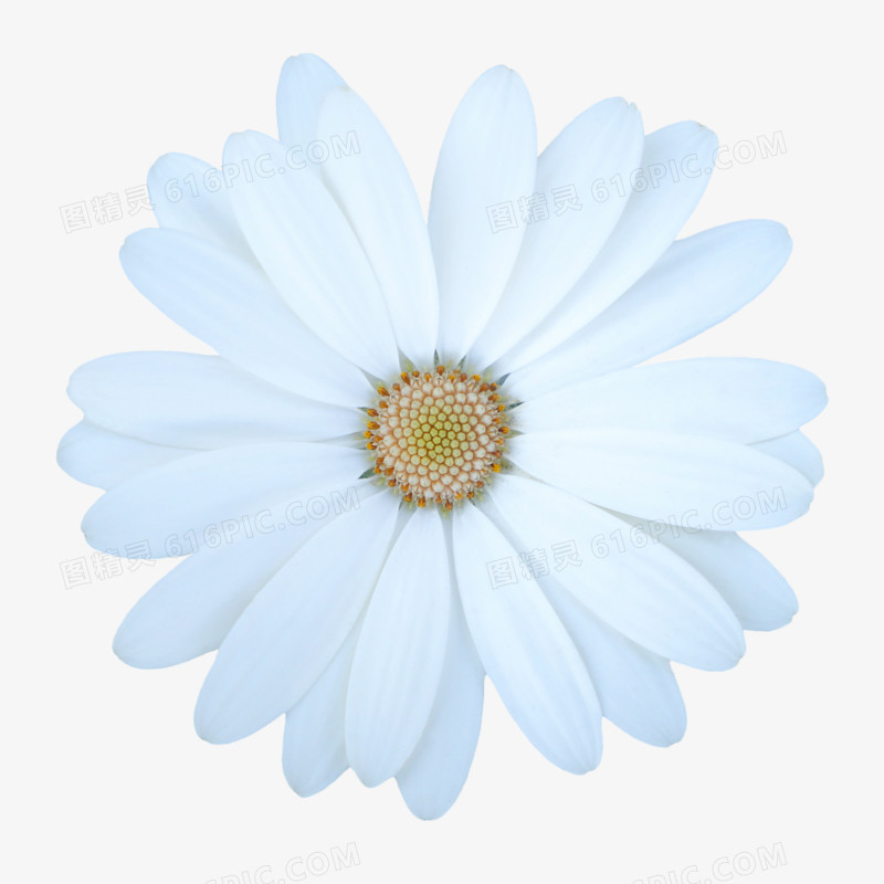 创意花卉图片花朵海报背景 白色精美 花朵