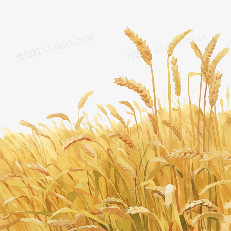 秋收小麦粮食免抠元素
