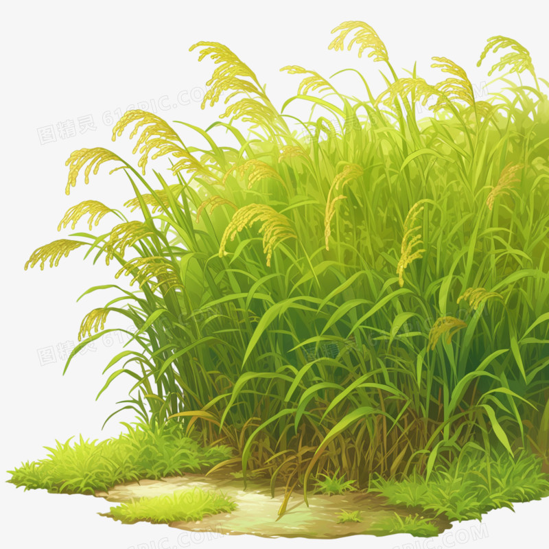 小麦田地免抠元素