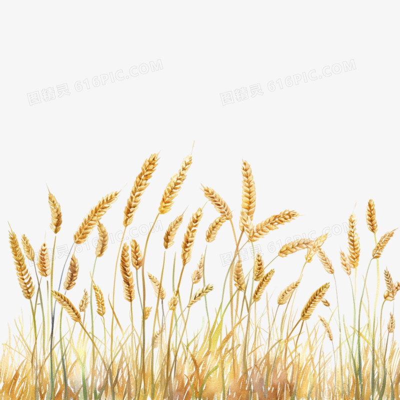 秋收小麦粮食免抠元素