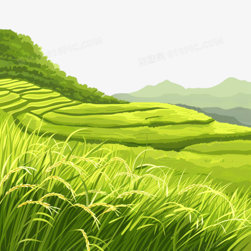梯田水稻免抠元素