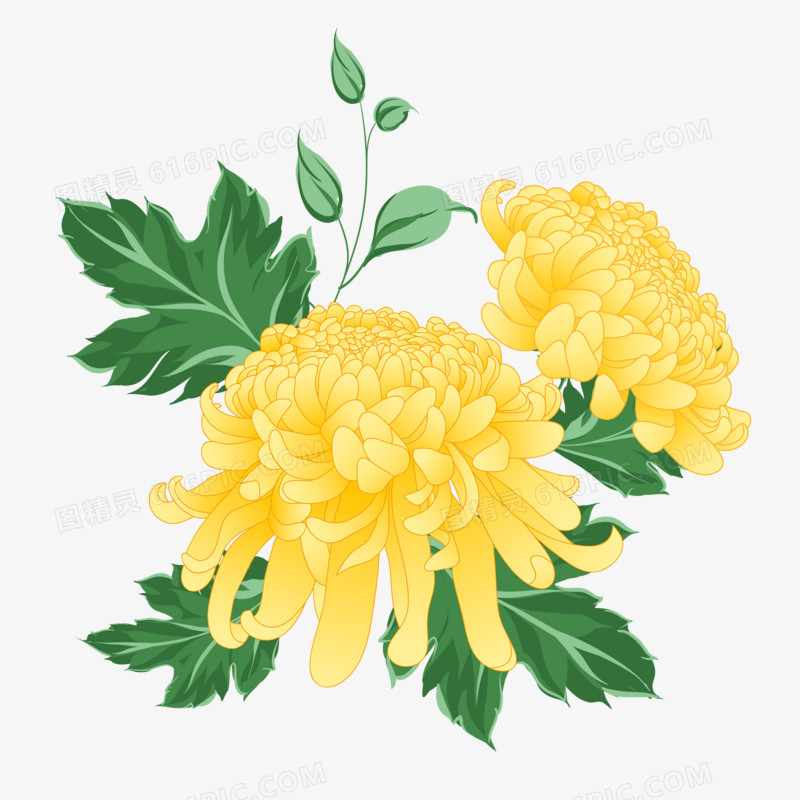 手绘卡通插画风菊花免抠元素