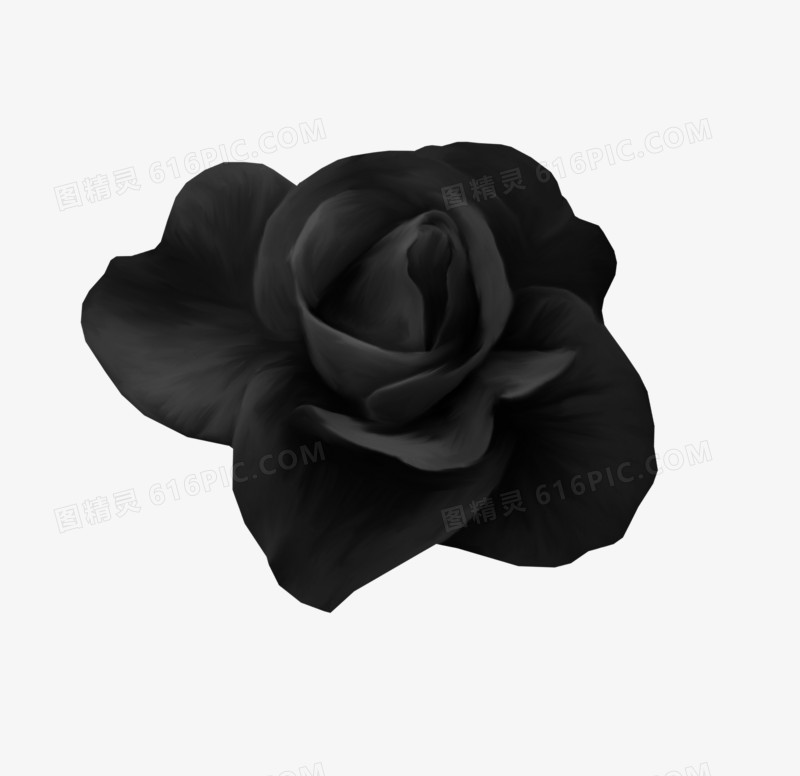黑色 玫瑰