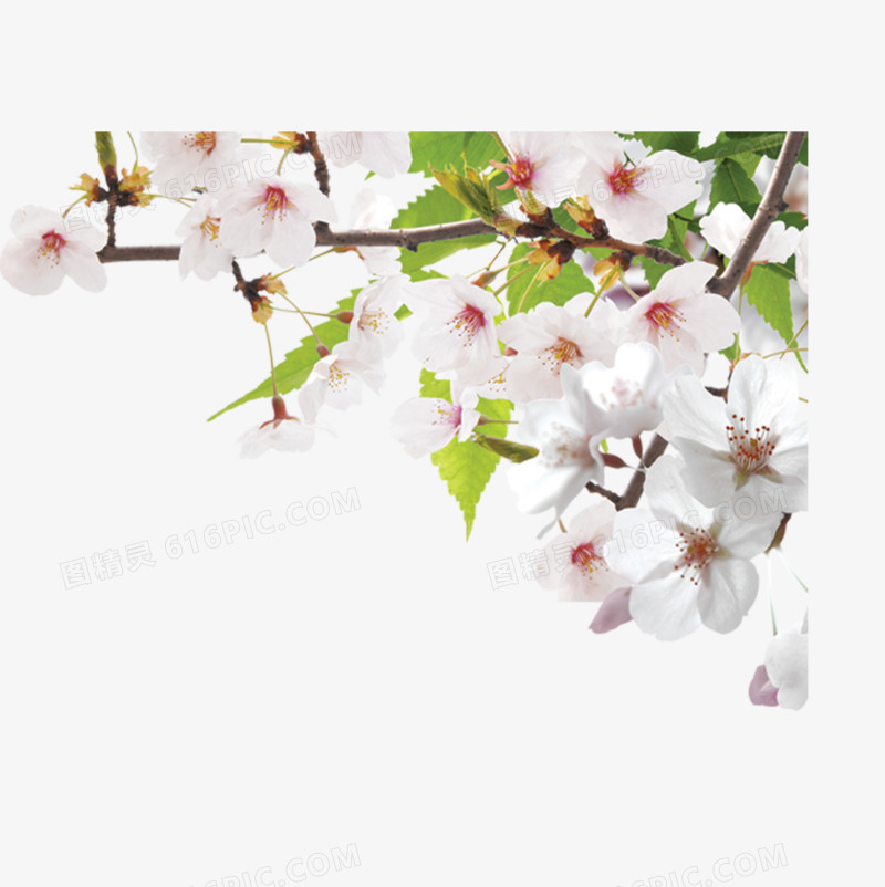 春花  桃花
