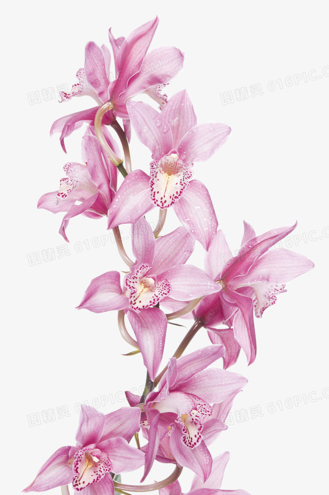花卉 