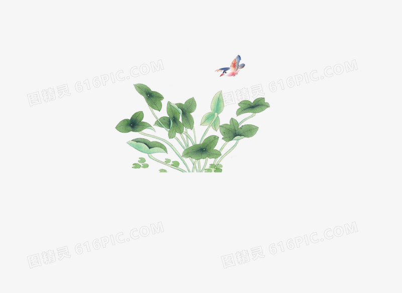 植物，宽叶子，中国风，花鸟