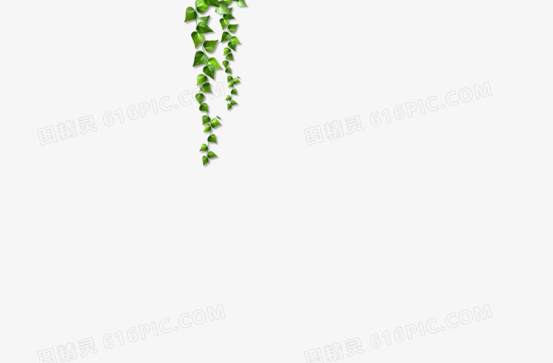 藤蔓，垂吊绿色植物，庭院