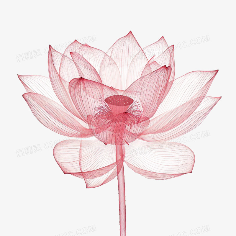 插画风荷花免抠素材