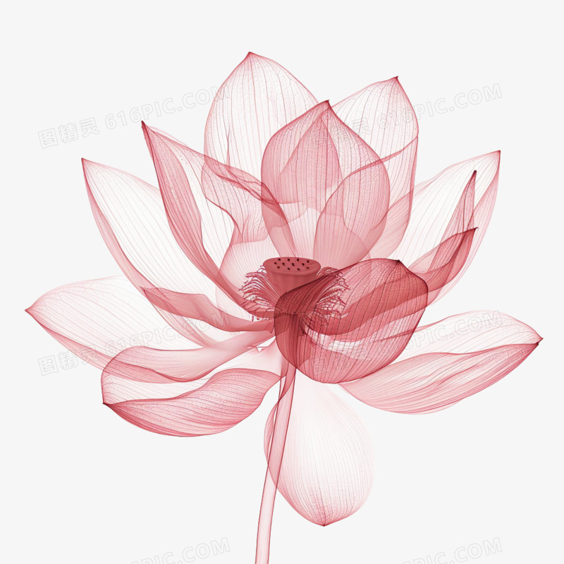 插画风荷花免抠素材