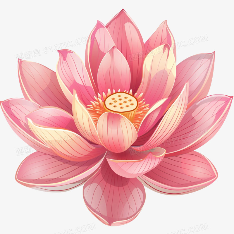 插画风荷花免抠素材