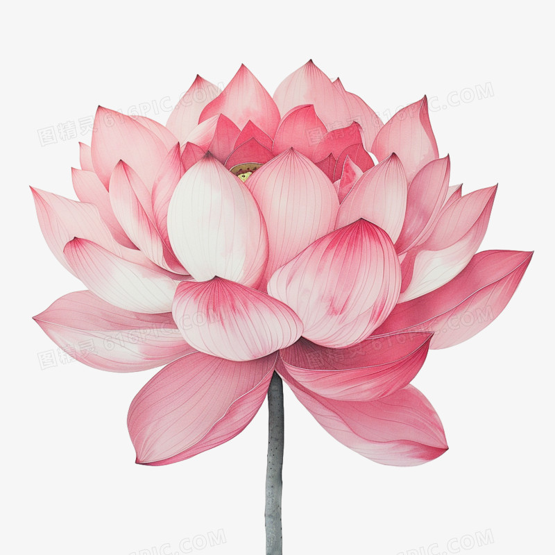 插画风荷花免抠素材