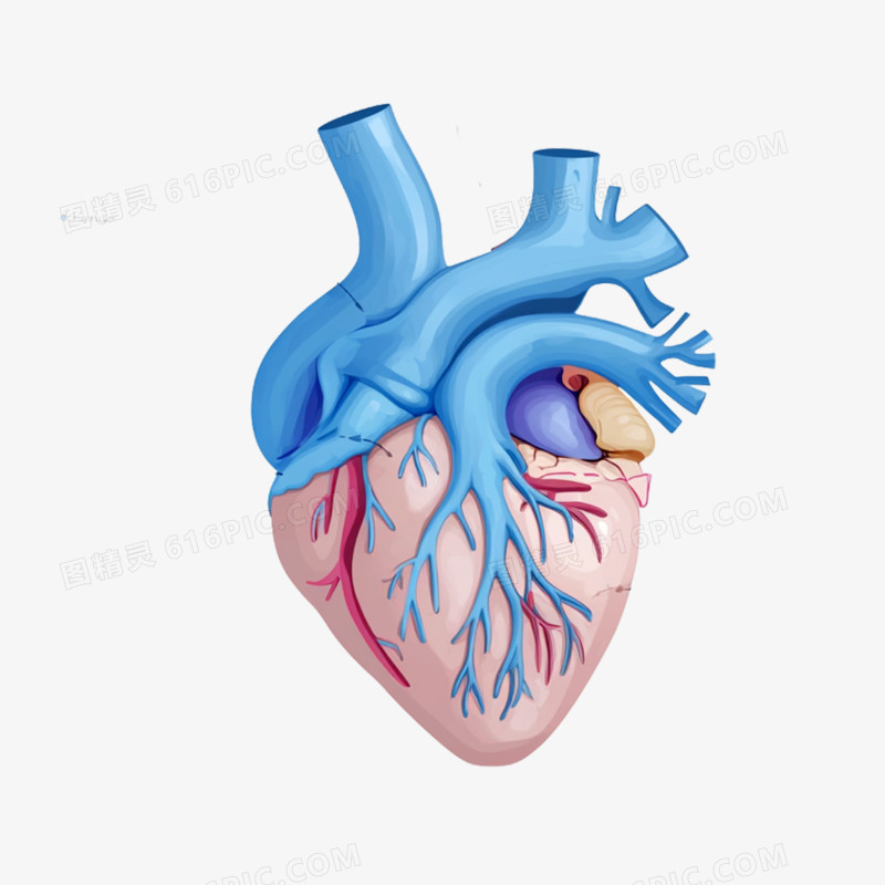 插画医疗人体心脏免抠元素