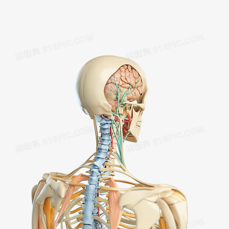 3D插画医疗人体骨架经络免抠元素