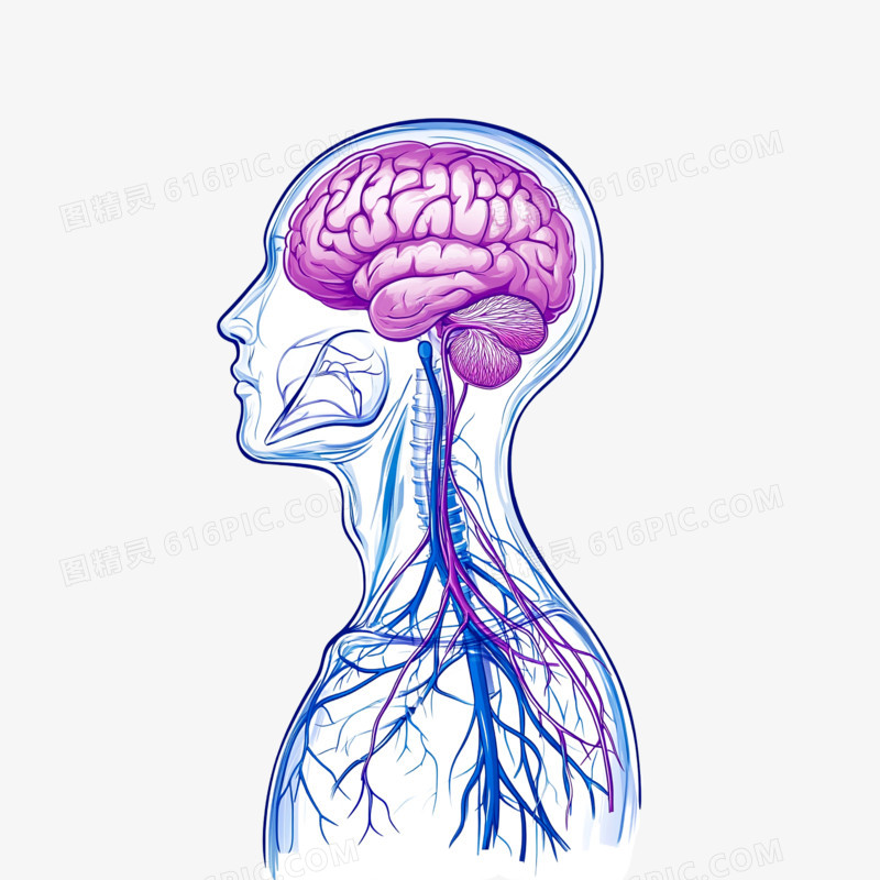 插画医疗人体骨架经络免抠元素