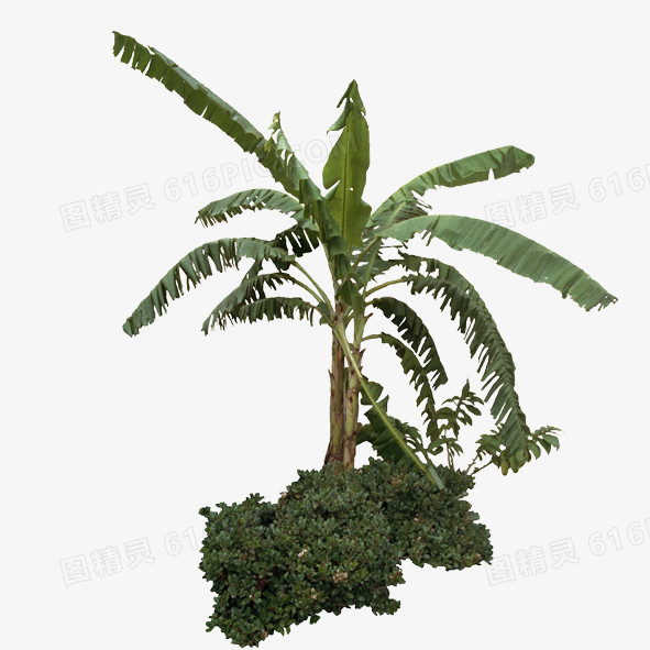 绿色植物