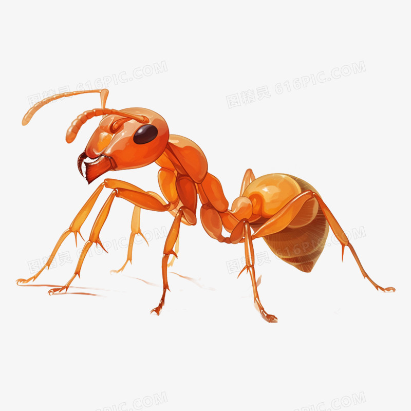 春天昆虫蚂蚁免抠元素