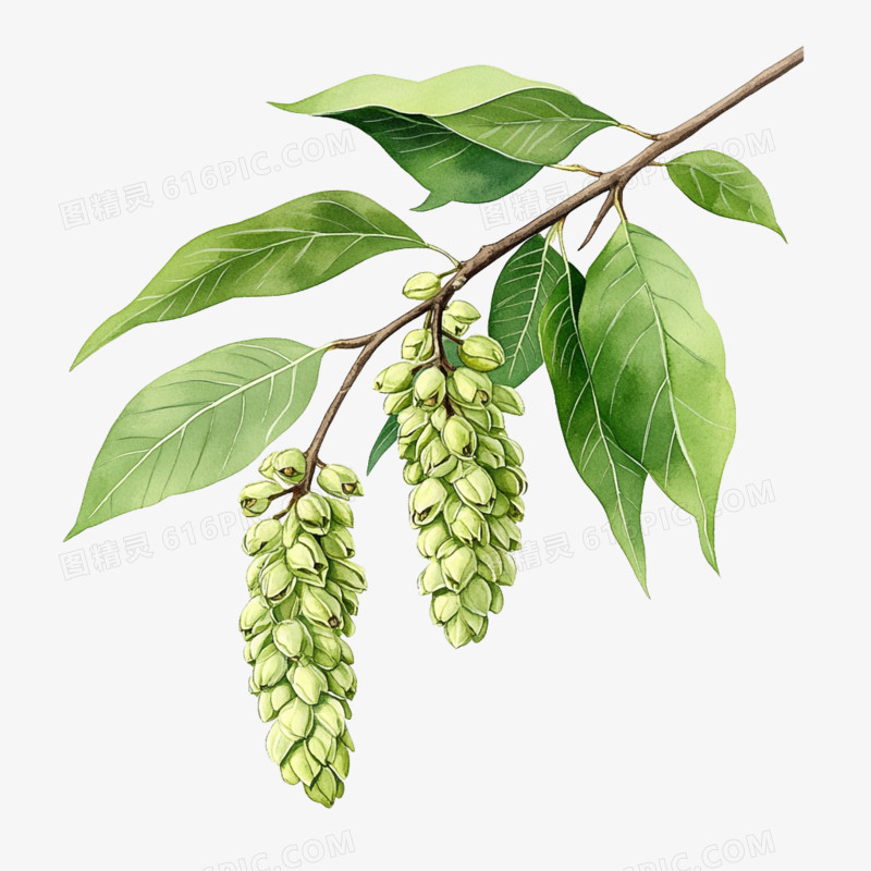 插画春天花朵免抠元素