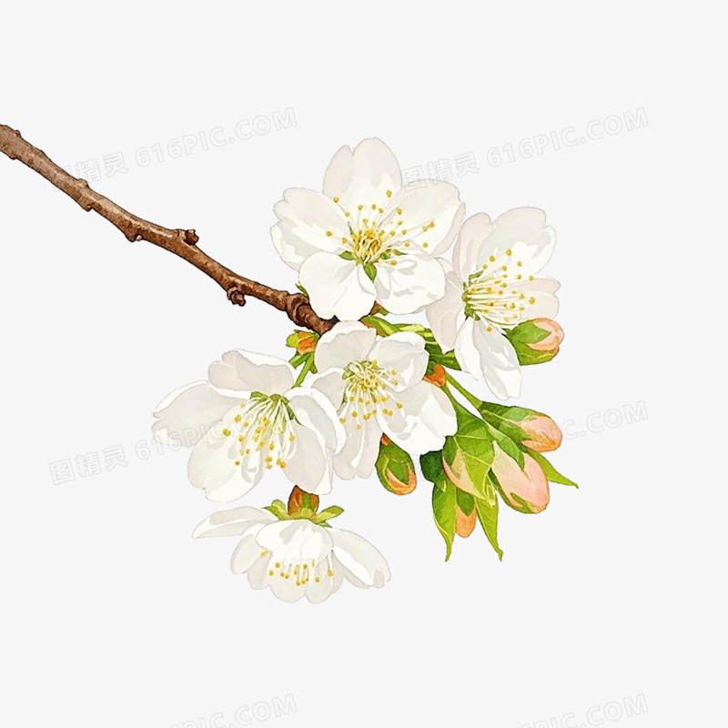樱花水彩插画春天免抠元素