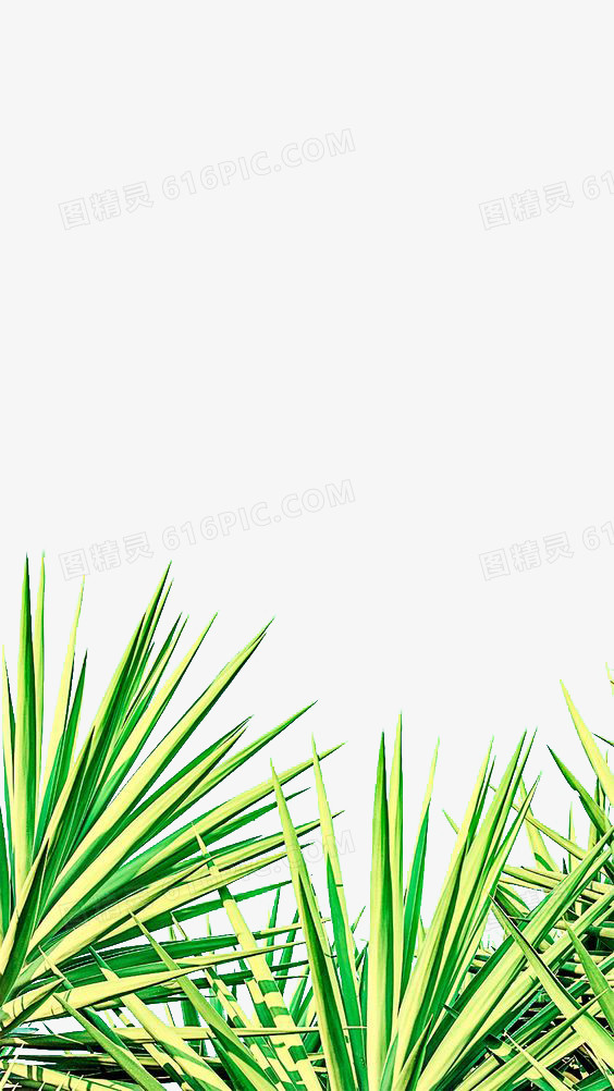 植物