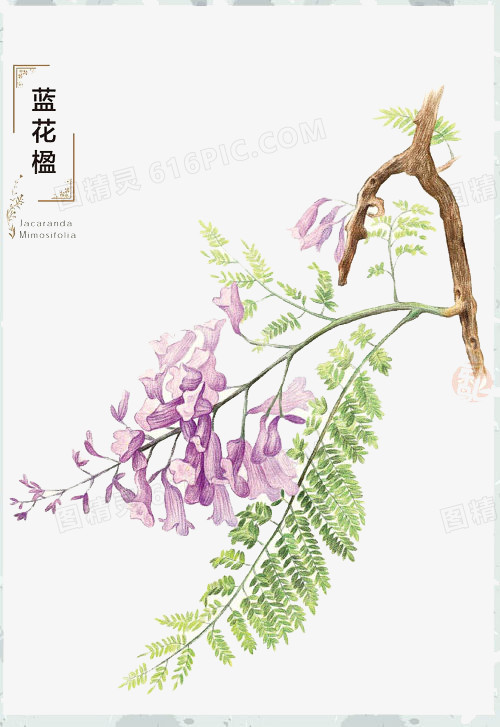 关键词:卡通手绘插画手绘插画蓝花楹图精灵为您提供蓝花楹免费下载,本