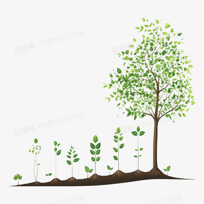 植物成长过程免抠元素