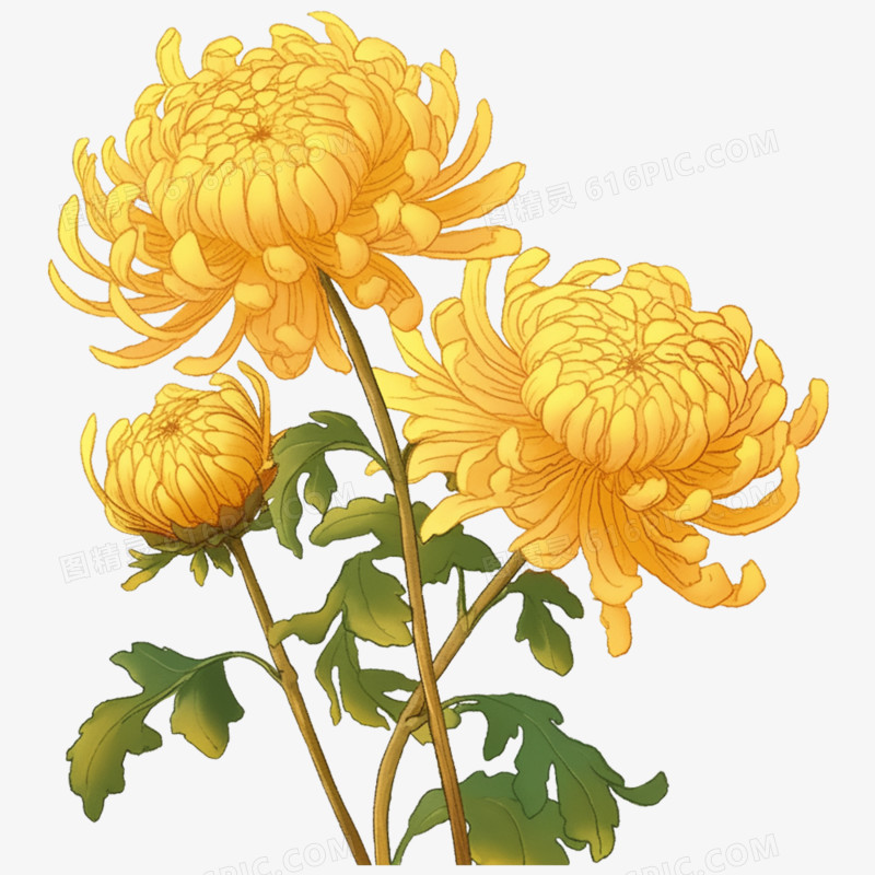 手绘清明节祭祀用菊花元素