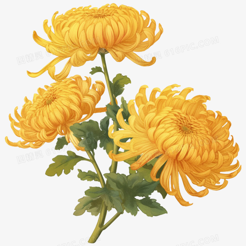 手绘清明节祭祀用菊花免抠元素