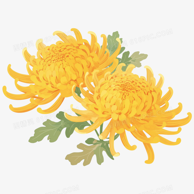 手绘插画祭祀用菊花免抠元素