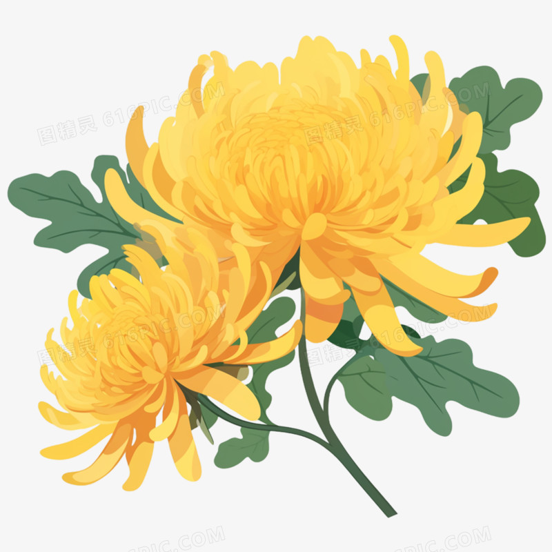 手绘插画祭祀用菊花元素