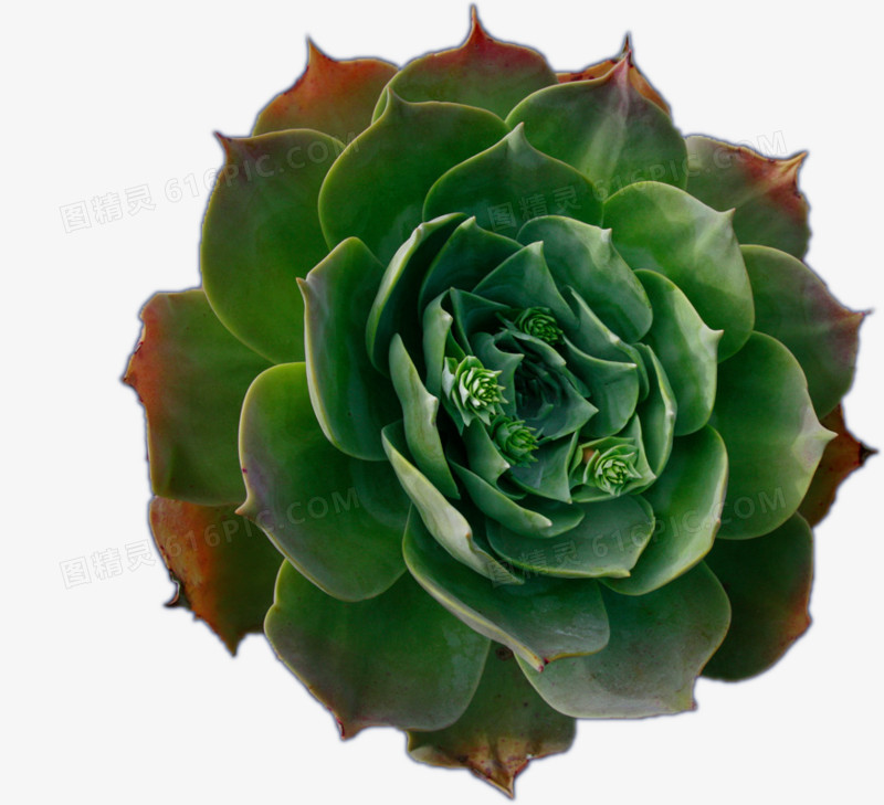 多肉