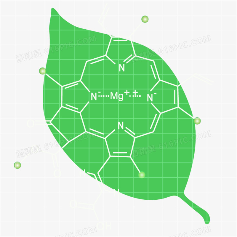 矢量生物叶绿素图案