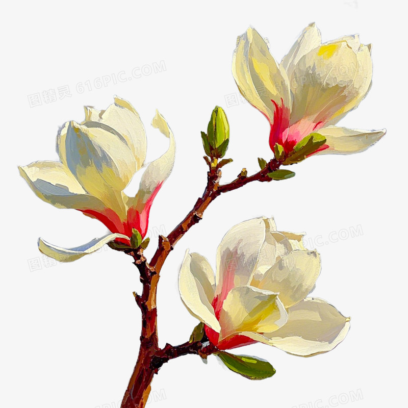 油画风格玉兰花免抠元素