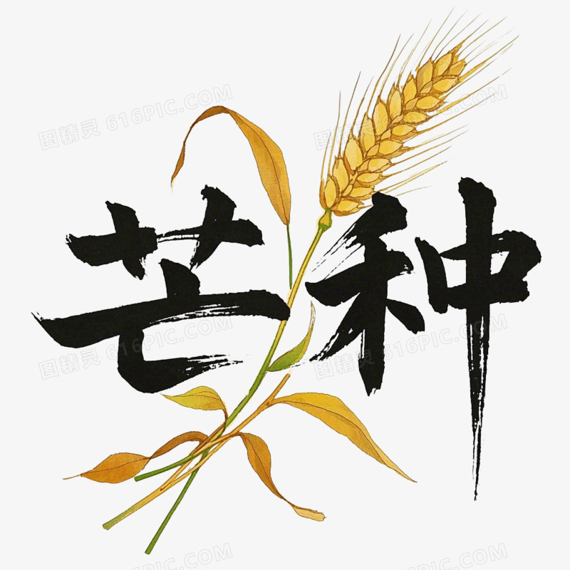 芒种节气毛笔字免抠元素