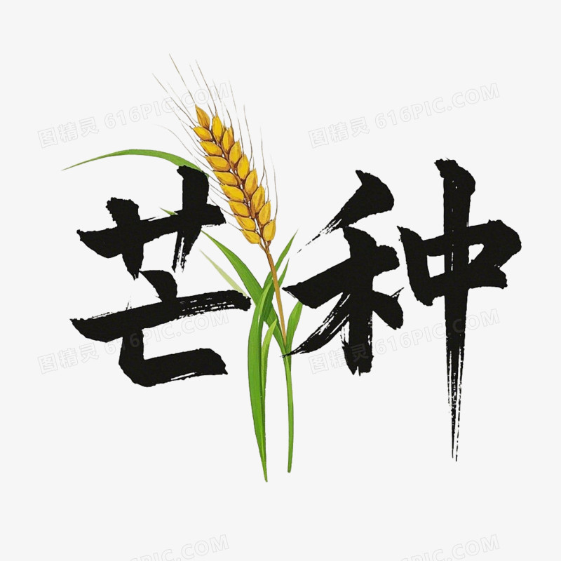 芒种节气毛笔字免抠元素