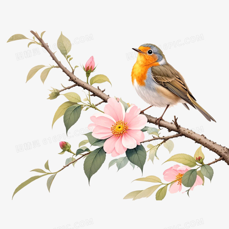 水彩花鸟免抠元素