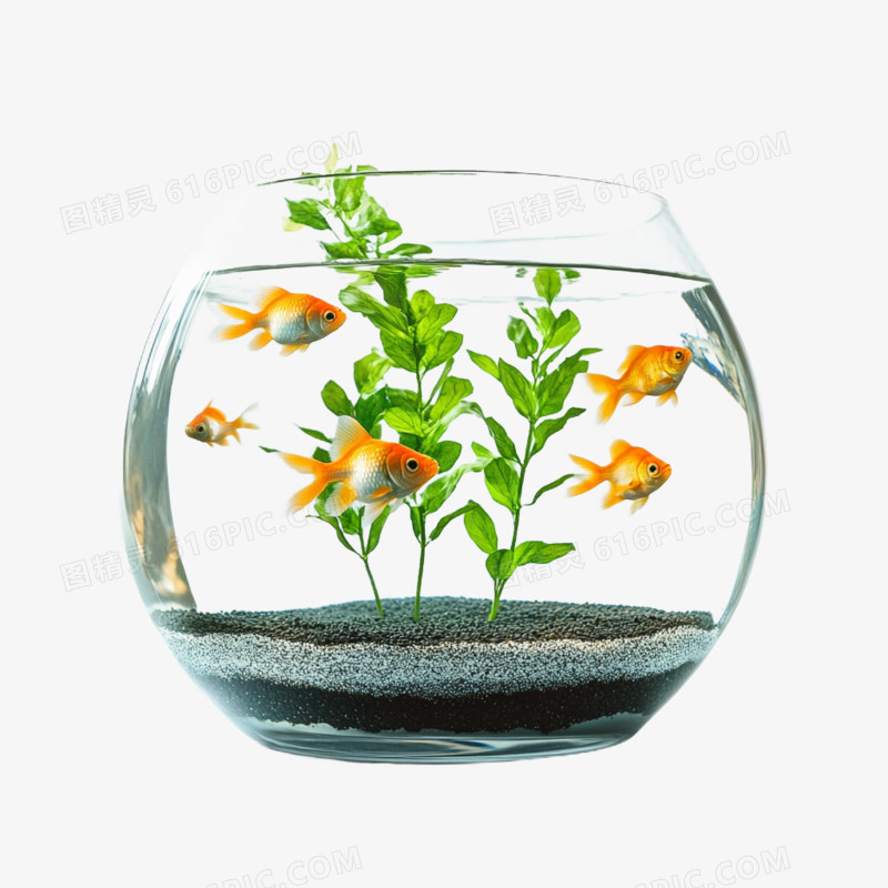 实物拍摄玻璃鱼缸养鱼免抠元素