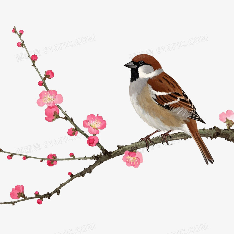 麻雀在梅花树枝上的免抠元素